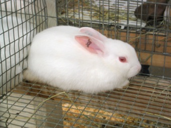 Cute bunny: white (or as we like to call him, #208)