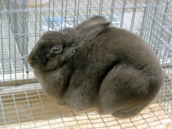 Cute bunny: black