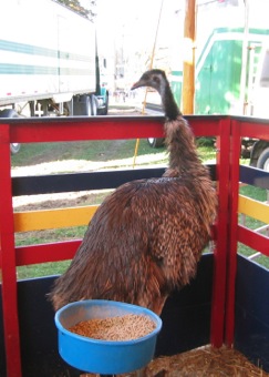 A traditional New England emu