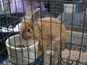 Cute bunny: brown