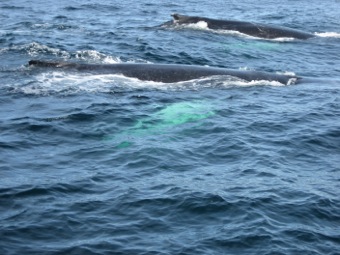 Whales 2