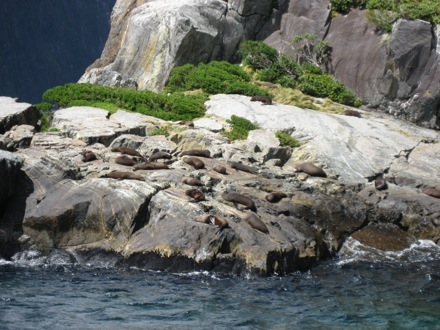 Seals basking in Milford Sound