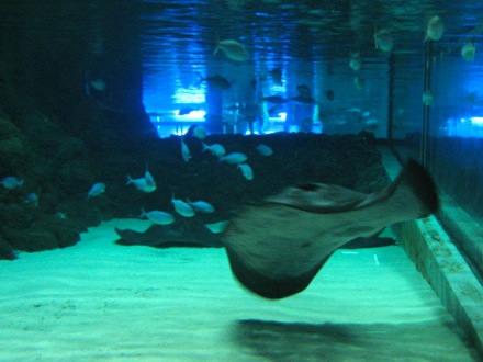A manta ray does its thing