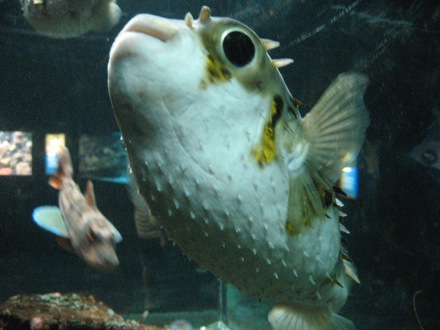 A curious blowfish
