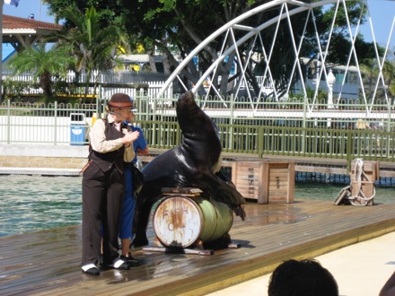 Sea lion show