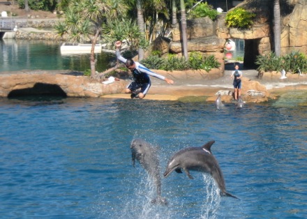 Flying dolphin trainer
