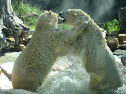 Polar bear fight!
