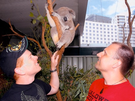 Koala with us