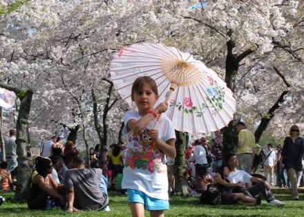 Japanese trees, Japanese parasol