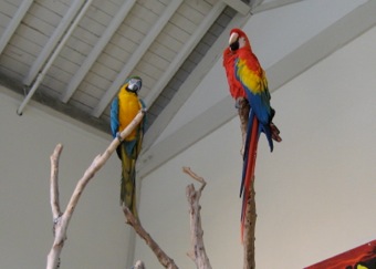 Parrots or something