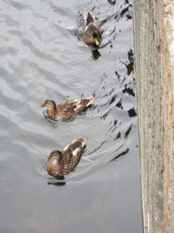 Duckies!