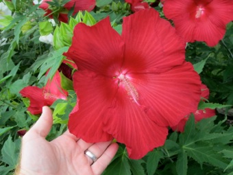Hibiscus the size of pancakes