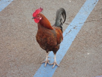 Avis rooster