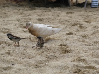 Bird fight on the beach