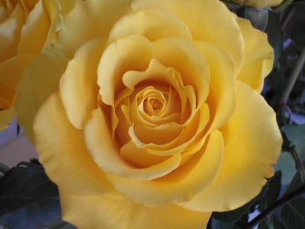 Yellow roses for May