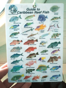 Fish Guide p1