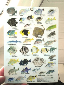 Fish Guide p2