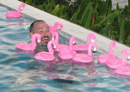 Flamingos ATTACK!