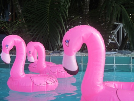 Pink Flamingos