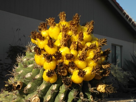 barrel cactus fruit