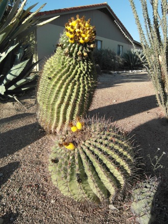front yard barrel cactus