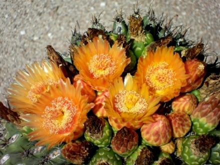 front yard cactus