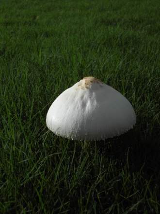 back yard mushroom