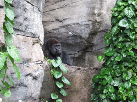 Gorilla, just hangin