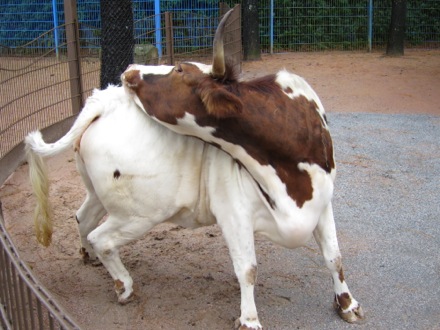 flexible cow