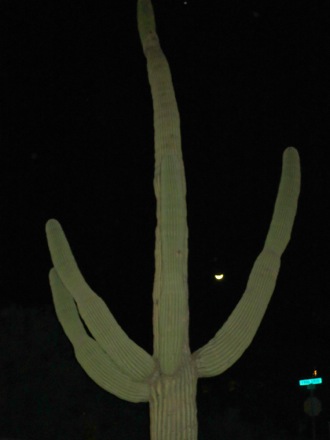 Moon behind the cactus