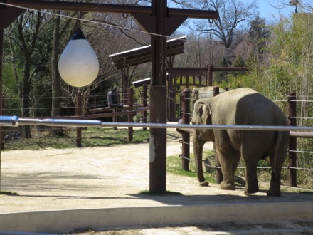 New elephant enclosure