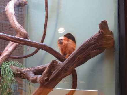 Golden lion tamarin in the Small Mammal House