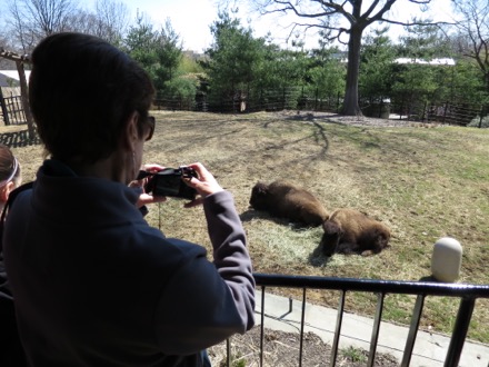Photographing buffalo