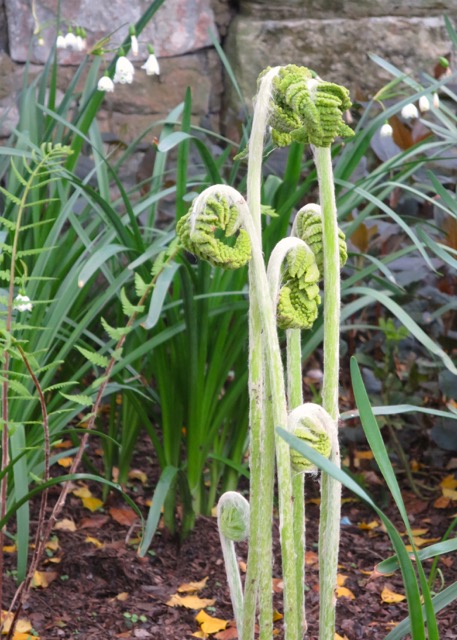 Fiddlehead ferns?