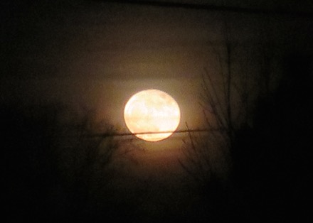 Near-full moon low on the horizon