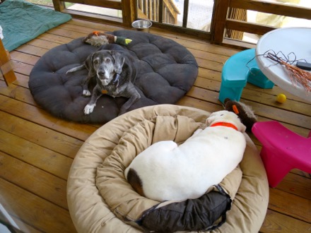 Pooches lounging on the deck