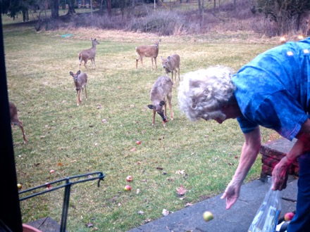 Mom feeds the deer from the patio