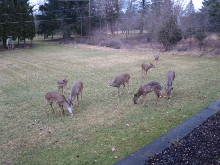 A typical gathering of deer