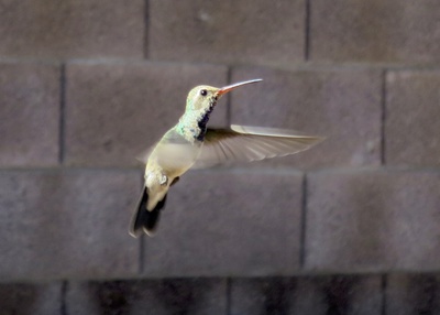 Hummingbird caught in flight