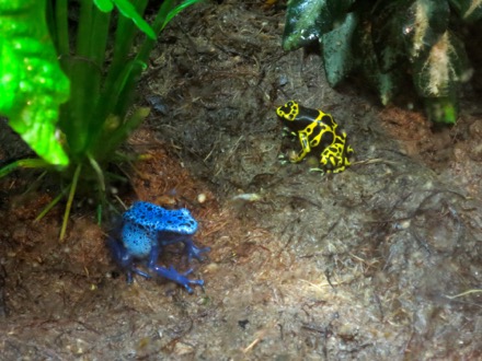 Blue and Yellow Frogs