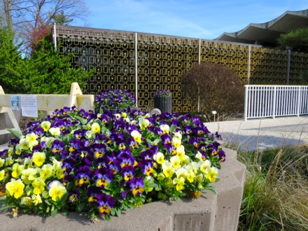 Pansies in front of the visitor center. All buildings were closed due to coronavirus, but the grounds were open to the public.