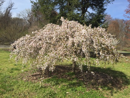 Flowering cherry tree NA 74571