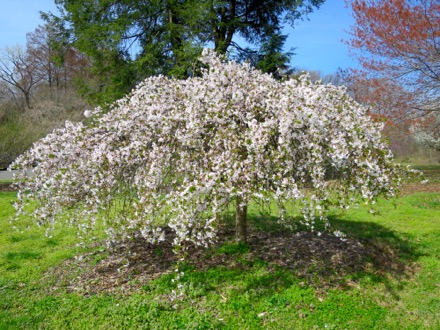 Weeping cherry or Snow Fountain