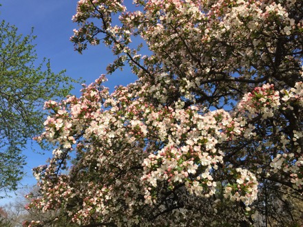 My favorite tree of the day was the flowering crabapple