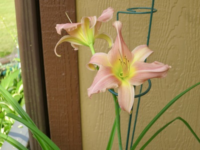 Lily grown from a snipping of Grandma Anna's flowers