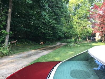 Deer in the front yard