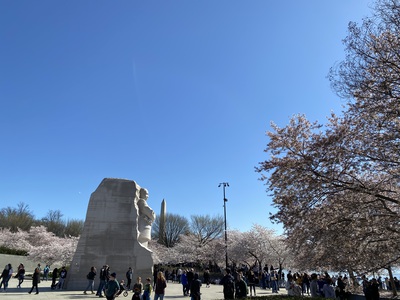 Monuments among the cherry trees