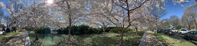 Pano in the trees