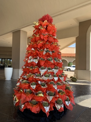 La Paloma resort has a lovely cactus Christmas tree out front