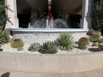Succulents by the entrance